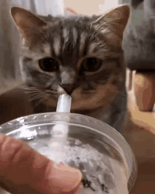Cat Cute Cat GIF - Cat Cute Cat Cat Drinking GIFs