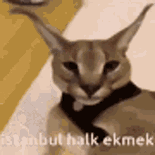 Istanbul Halk Ekmek Kedi GIF - Istanbul Halk Ekmek Kedi Cat GIFs