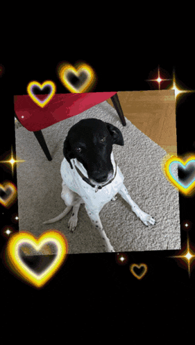 a black and white dog is surrounded by hearts on a black background