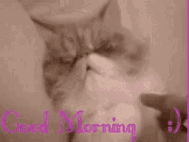 a picture of a cat with the words good morning in pink letters