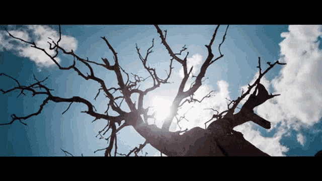 the sun shines through the branches of a tree without leaves