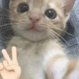 a close up of a cat giving a peace sign with its paw .