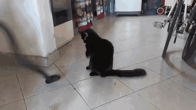 Cat Slap GIF - Cat Slap Vacuum GIFs