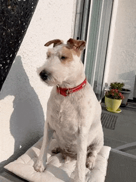a small white dog with a red collar is sitting on a pillow on a table .