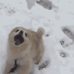 a small dog is standing in the snow with its mouth open and looking up .