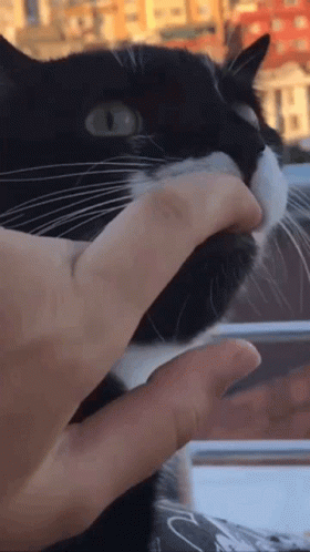 Cat Funnycat GIF - Cat Funnycat Shocked GIFs