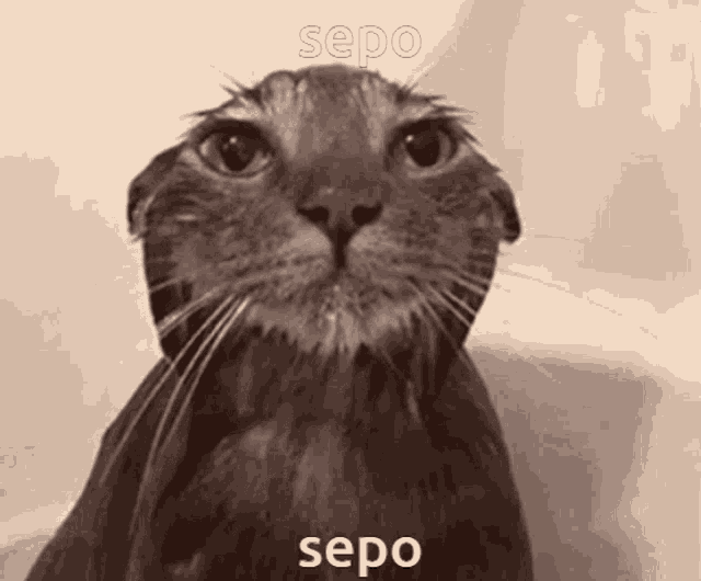 a black and white photo of a cat with sepo written on the bottom