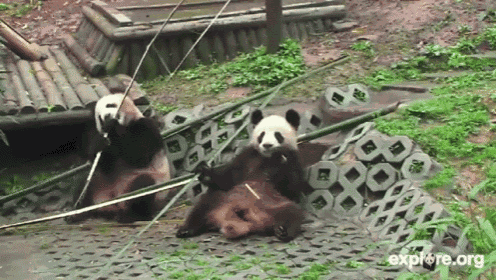 Lazy Lunch GIF - Pandas Lunch Hungry GIFs