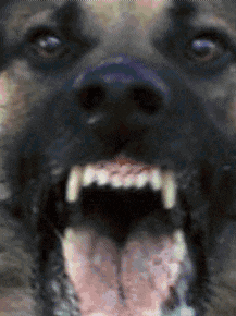 a close up of a dog 's mouth with its tongue out
