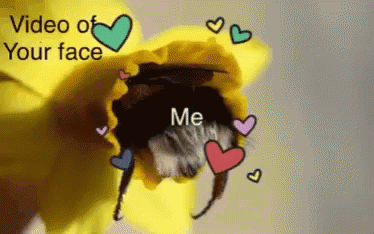 Love Bee GIF - Love Bee Meme GIFs