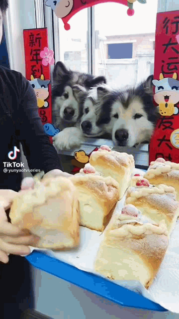 Cake Dogs GIF - Cake Dogs Cute GIFs