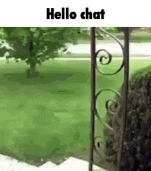 a dog is standing in front of a wrought iron gate .