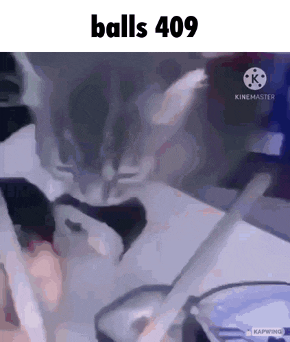 a picture of a cat with the words balls 409 on the bottom