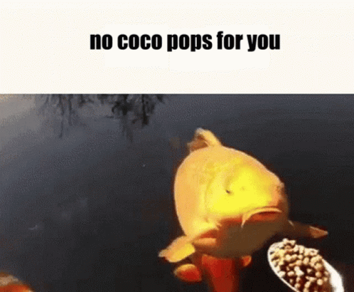 Coco Pops No Coco Pops GIF - Coco Pops No Coco Pops Goldfish GIFs