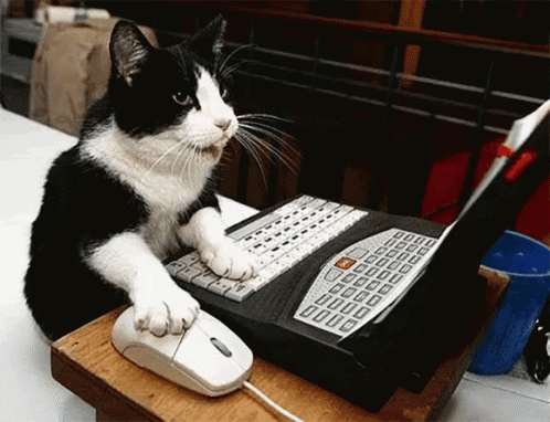Kucing Lembur GIF - Kucing Lembur Komputer GIFs
