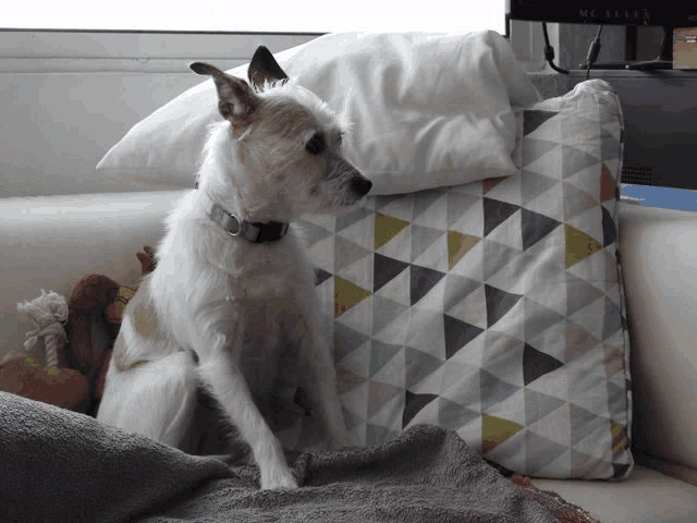 a dog is sitting on a couch next to a pillow that has a triangle pattern