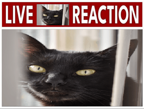 Live Kotius Reaction GIF - Live Kotius Reaction GIFs
