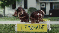 Puppies Lemonade GIF - Puppies Lemonade Cute GIFs