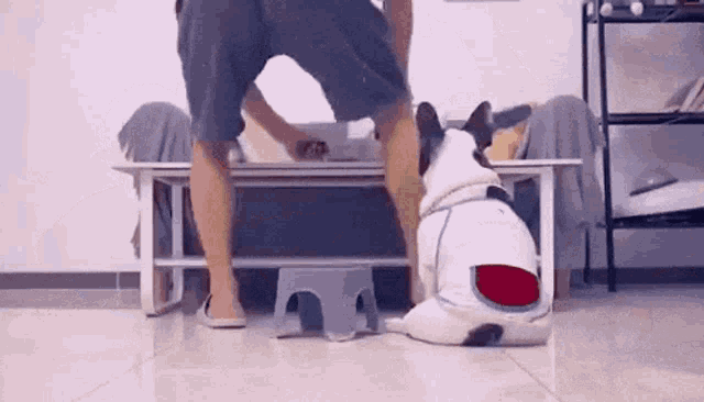 a man is standing next to a dog on a stool .
