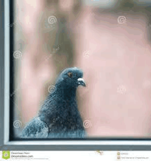 a pigeon is sitting on a window sill looking out .