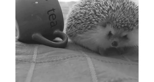 Drink Tea GIF - Hedgehog Tea Cute GIFs