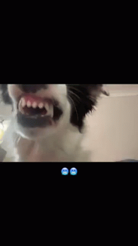 Dog Scary GIF - Dog Scary Scary Dog GIFs