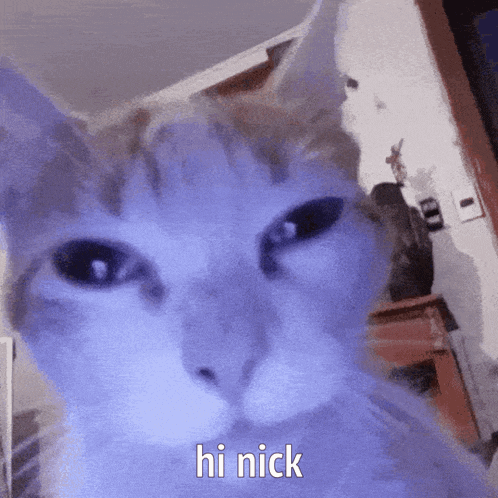 Cat Hi Nick GIF - Cat Hi Nick Epic Cat GIFs