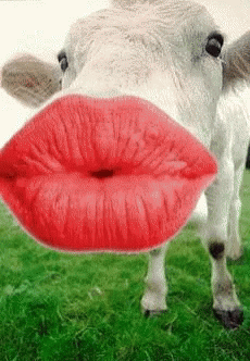 Cow Kiss GIF - Cow Kiss GIFs