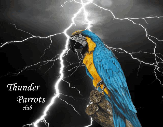 a picture of a blue and yellow parrot with lightning behind it and the words thunder parrots club