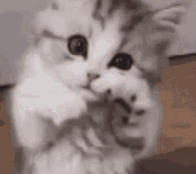 a close up of a kitten holding a mouse in its mouth .