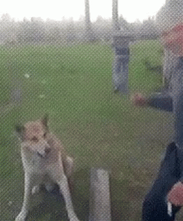 Funny Animals Put Er There GIF - Funny Animals Put Er There Nice To Meet You GIFs
