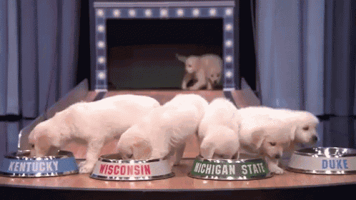 Puppies Predict March Madness Winner GIF - Dogs Cute Food GIFs