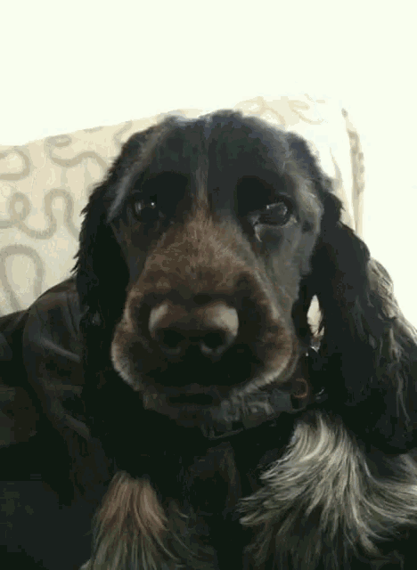 a cocker spaniel is sitting on a couch and looking at the camera with a collar on