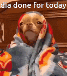 a dog is wrapped in a blanket on a bed and says `` dia done for today '' .