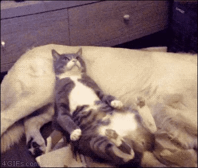 Funny Animals Cat GIF - Funny Animals Cat Lie Down GIFs