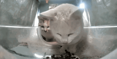 a white cat and a kitten are eating food in a plastic container .