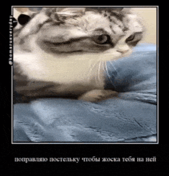 a cat is laying on a blue blanket with a caption in russian .