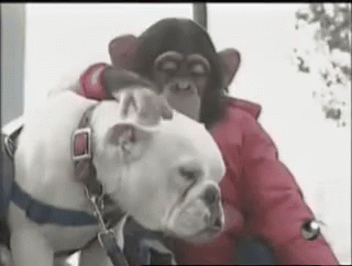 Monkey Dogs GIF - Monkey Dogs Petting GIFs
