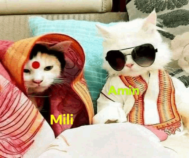 two cats are sitting on a couch wearing sunglasses and a blanket .
