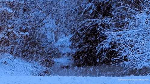 a snowy forest with the words wonderworldmotion.tumblr.com at the top