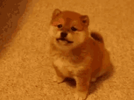 a shiba inu puppy is sitting on a carpet with its tongue out .