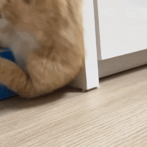 Kitten Cute GIF - Kitten Cute Wiggle GIFs