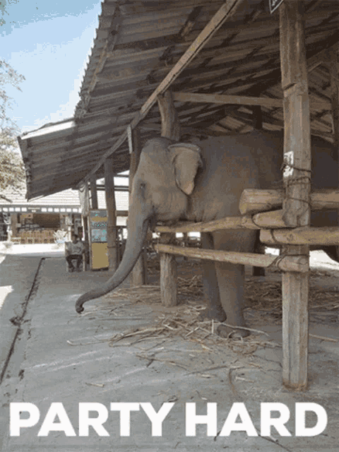 an elephant in a fenced in area with the words party hard written below it