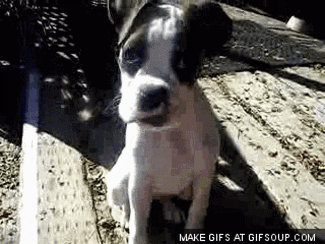 a black and white dog is sitting on a wooden deck looking at the camera .