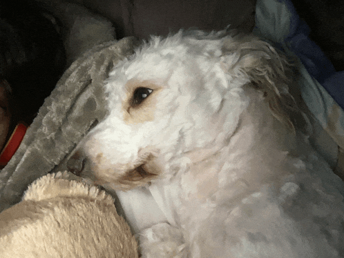 a white dog is laying on a blanket with a blanket behind it