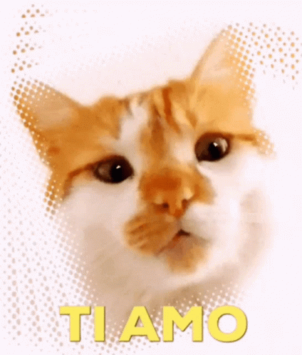 Love Ti Amo GIF - Love Ti Amo Cat GIFs