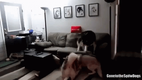 Gone To The Snow Dogs Gttsd GIF - Gone To The Snow Dogs Gttsd Crazy GIFs