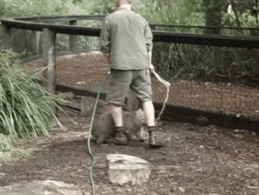 Wombat Wanna Play GIF - Wombat Play Zoo GIFs