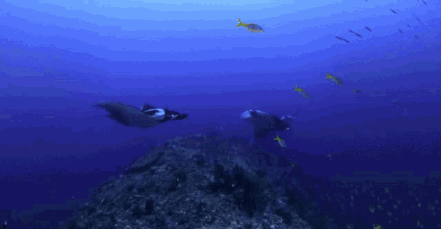 a group of fish are swimming in the ocean near a coral reef