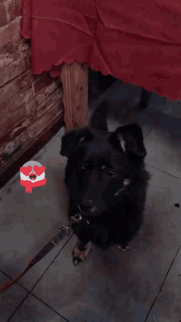 a black dog on a leash is sitting under a red table